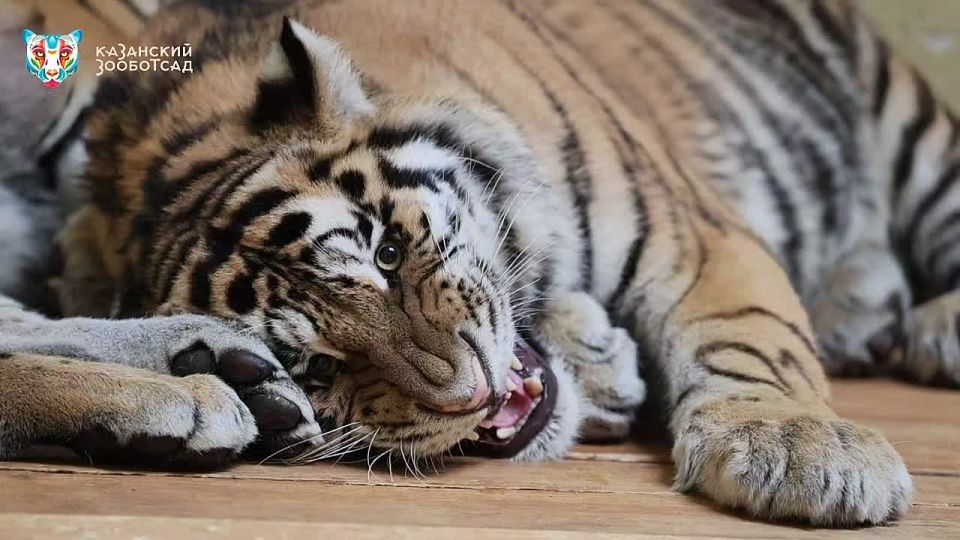 Новым обитателям Казанского зооботсада выбрали имена