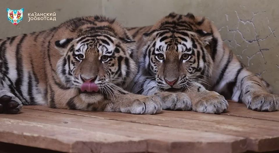 Знакомьтесь, Басур и Саяна!