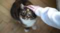 Новые правила для домашних животных: сколько питомцев можно держать в квартире?