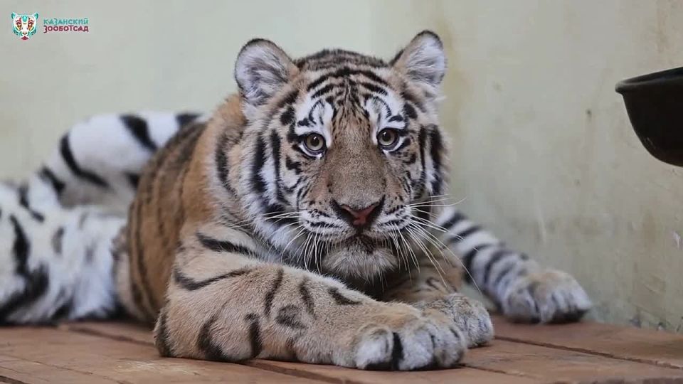 Знаете ли вы, что в Казанском зооботсаде теперь живут амурские тигры?