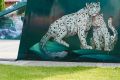 Сегодня отмечается Международный день снежного барса