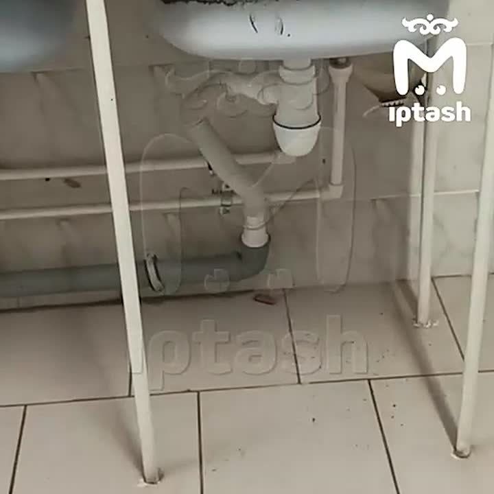 В КНИТУ заявили, что фотки мышей в общаге на Кирпичникова — фейк