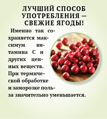 Брусника - природный помощник иммунитету Брусника - природный помощник иммунитету