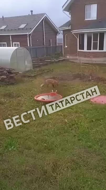 Жители казанского поселка заметили лису