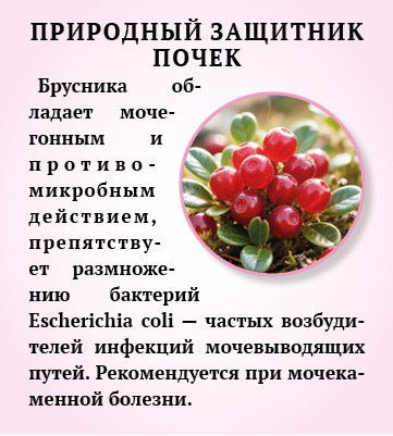 Брусника - природный помощник иммунитету Брусника - природный помощник иммунитету