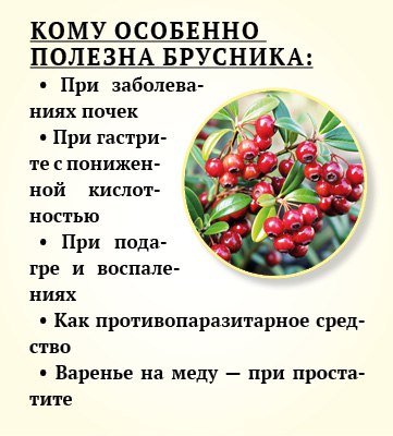 Брусника - природный помощник иммунитету Брусника - природный помощник иммунитету