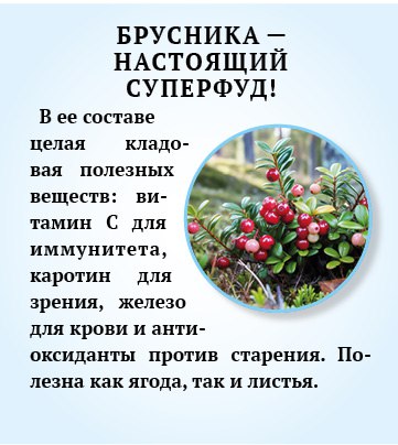 Брусника - природный помощник иммунитету