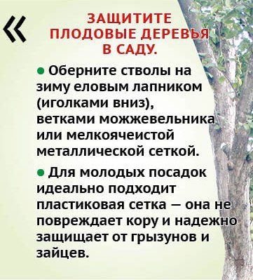 Как прогнать грызунов из дома и сада? Как прогнать грызунов из дома и сада?