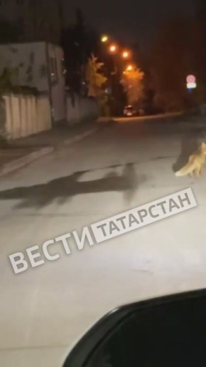 #прислановредакцию. Жители Казани на Ершова ночью заметили лису  Стали очевидцем события? Присылайте кадры в наш бот