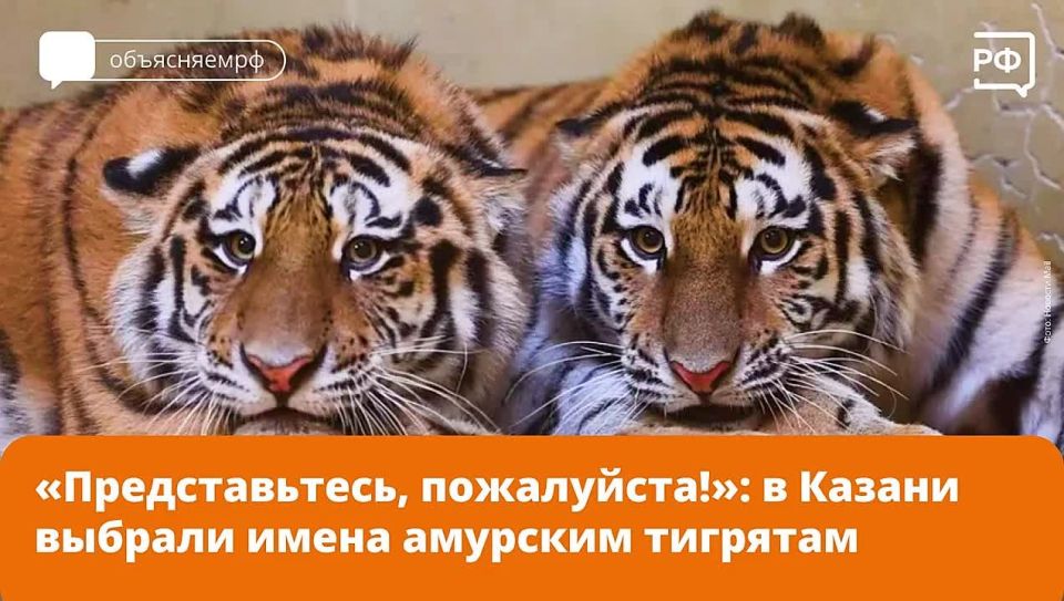 Басур и Саяна — такие звучные и гордые имена получили амурские тигрята, которые в сентябре переехали в Казань из Хабаровского края