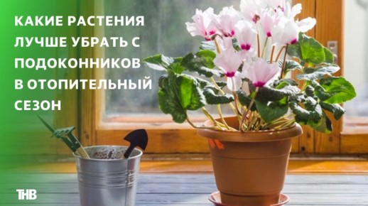 Стало известно, какие растения лучше убрать с подоконников в отопительный сезон