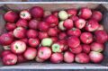 Эффективные монодиеты: 4 продукта из магазина, которые помогут быстро похудеть