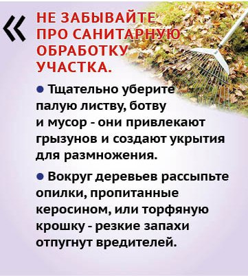 Как прогнать грызунов из дома и сада? Как прогнать грызунов из дома и сада?