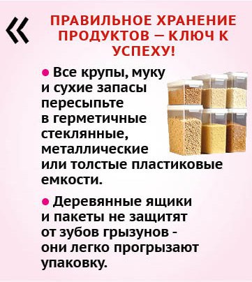 Как прогнать грызунов из дома и сада? Как прогнать грызунов из дома и сада?