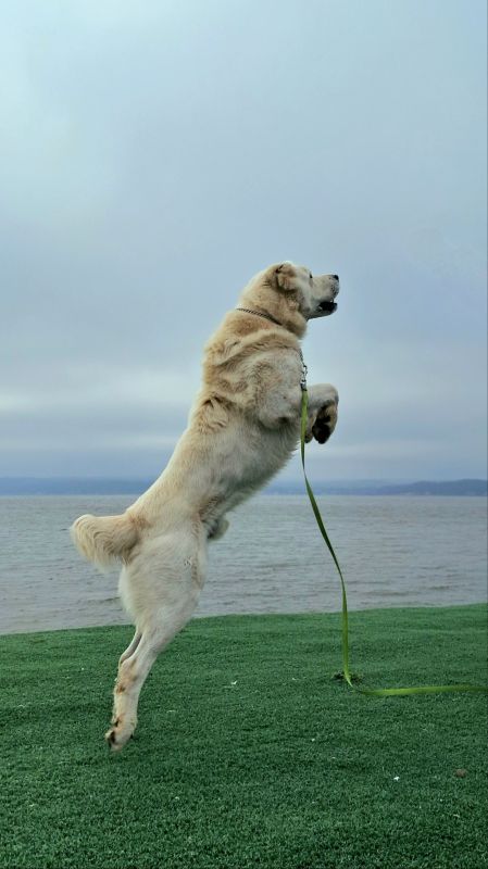 Рустам Минниханов: Акдус яа эш атнасына ашкына! сез?