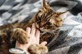 Почему кошки кусают: необычные причины и советы по пониманию питомцев