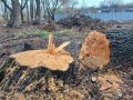 На месте вырубки около 200 деревьев и сотни кустарников на территории Русско-Немецкой Швейцарии в Казани добровольцы проведут патрули
