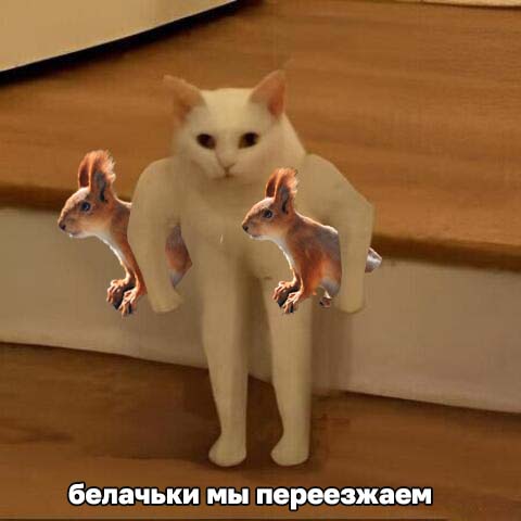 Расплодившихся в Русско-Немецкой Швейцарии белок расселят по берегам Волги