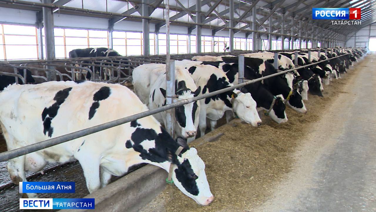 В Нурлатском районе сняли карантин по бешенству животных