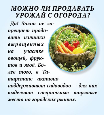 Можно ли продавать кабачки с огорода и сдавать свою дачу?