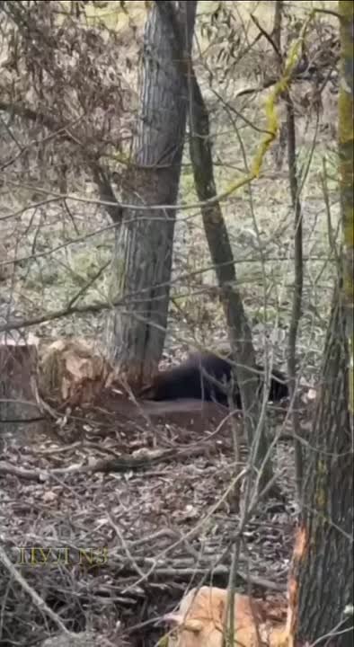 В Татарстане спасли бобра, который придавил себе хвост стволом: