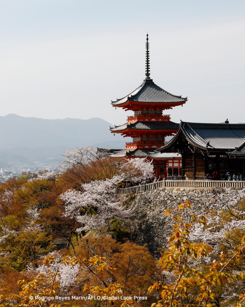 Возобновление прямого авиасообщения между Японией и Россией обсуждают авиакомпании Возобновление прямого авиасообщения между Японией и Россией обсуждают авиакомпании