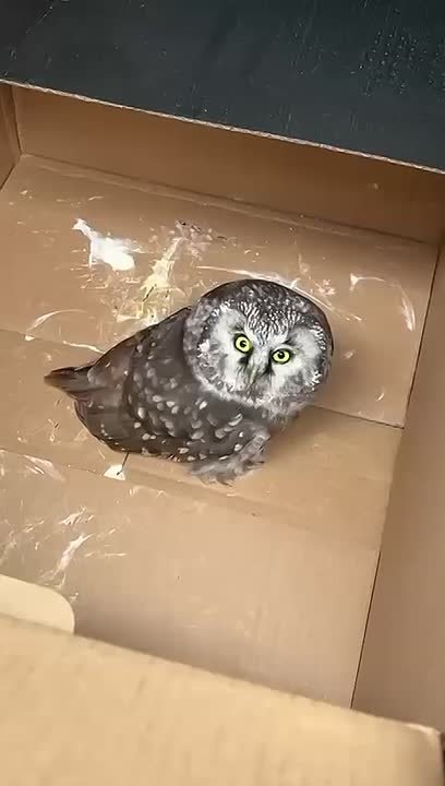 В Высокогорском районе местные жители помогли спасти маленькую сову-сыча, заметив, что она не может взлететь