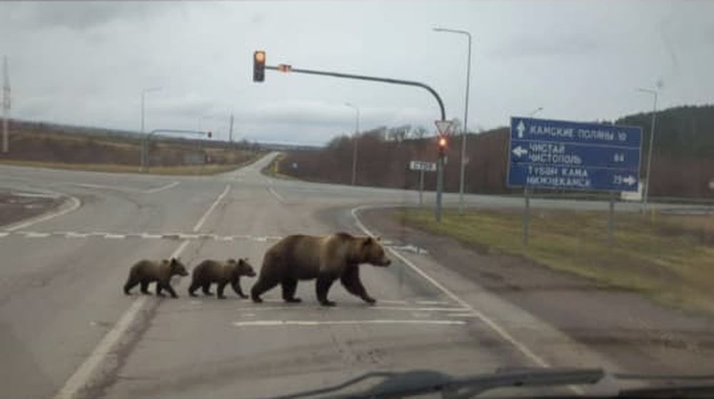 Нейросеть обманула нижнекамцев: фейковое фото медведей распространилось по чатам