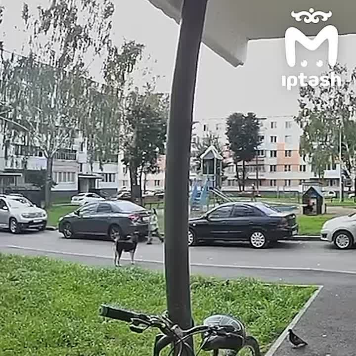 Пока спокойных собак в Нижнекамске травят, до реально агрессивных никому нет дела