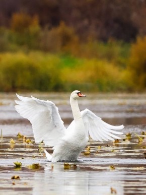 Добрый вечер, Татарстан! Херле кич, Татарстан!