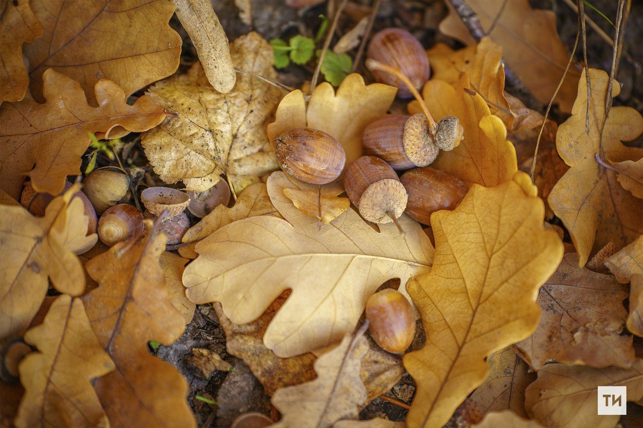 Прогноз погоды в Татарстане на понедельник, 3 ноября