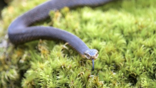 «Токсичнее, чем у кобры»: почему встречи с гадюкой нужно свести к минимуму