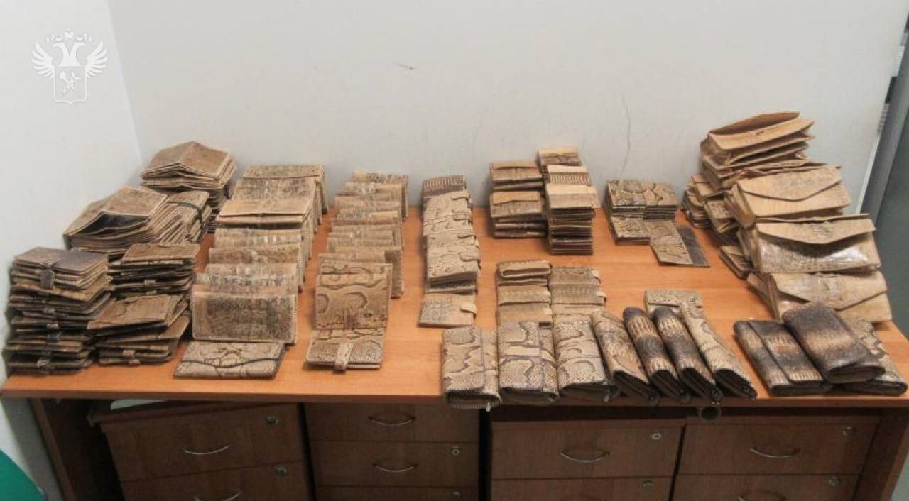 Питона, крокодила, варана и аспидовых змей не пустили в Татарстан Питона, крокодила, варана и аспидовых змей не пустили в Татарстан