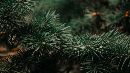 Бывалые дачники новогоднюю елку никогда не выбрасывают: используют на огороде