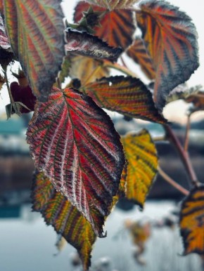 Морозное утро ноября. Эля Гайнутдинова
