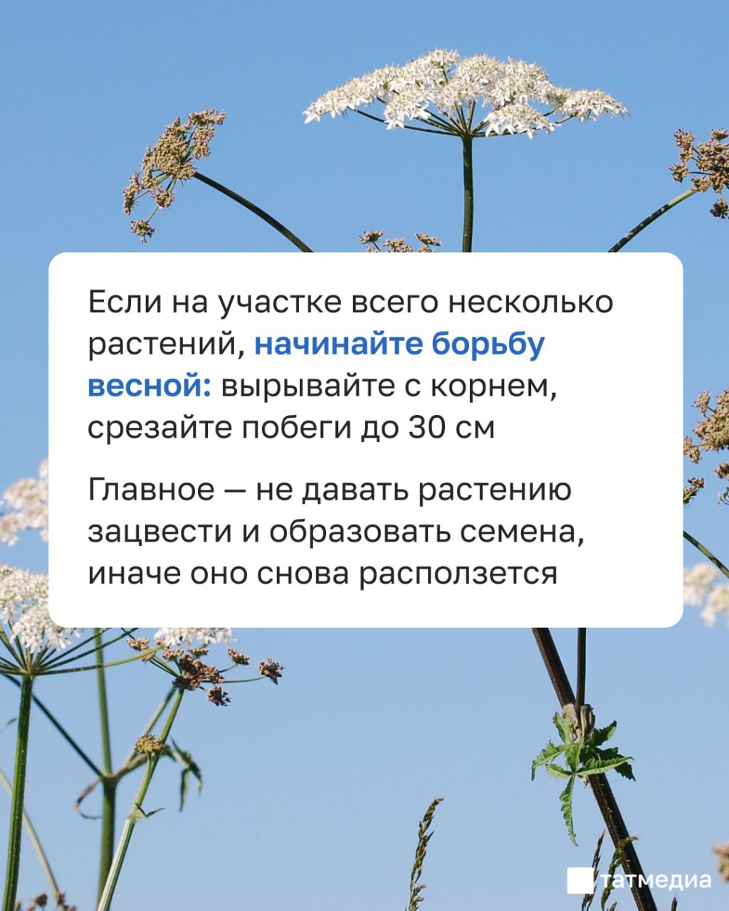 Татарстанцам напомнили, что со следующего года за борщевик на участке начнут штрафовать Татарстанцам напомнили, что со следующего года за борщевик на участке начнут штрафовать