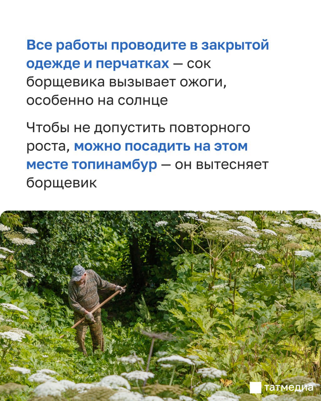 Татарстанцам напомнили, что со следующего года за борщевик на участке начнут штрафовать Татарстанцам напомнили, что со следующего года за борщевик на участке начнут штрафовать