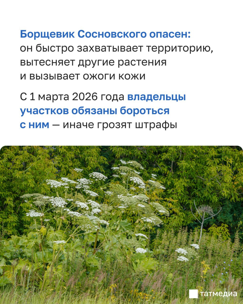 Татарстанцам напомнили, что со следующего года за борщевик на участке начнут штрафовать Татарстанцам напомнили, что со следующего года за борщевик на участке начнут штрафовать