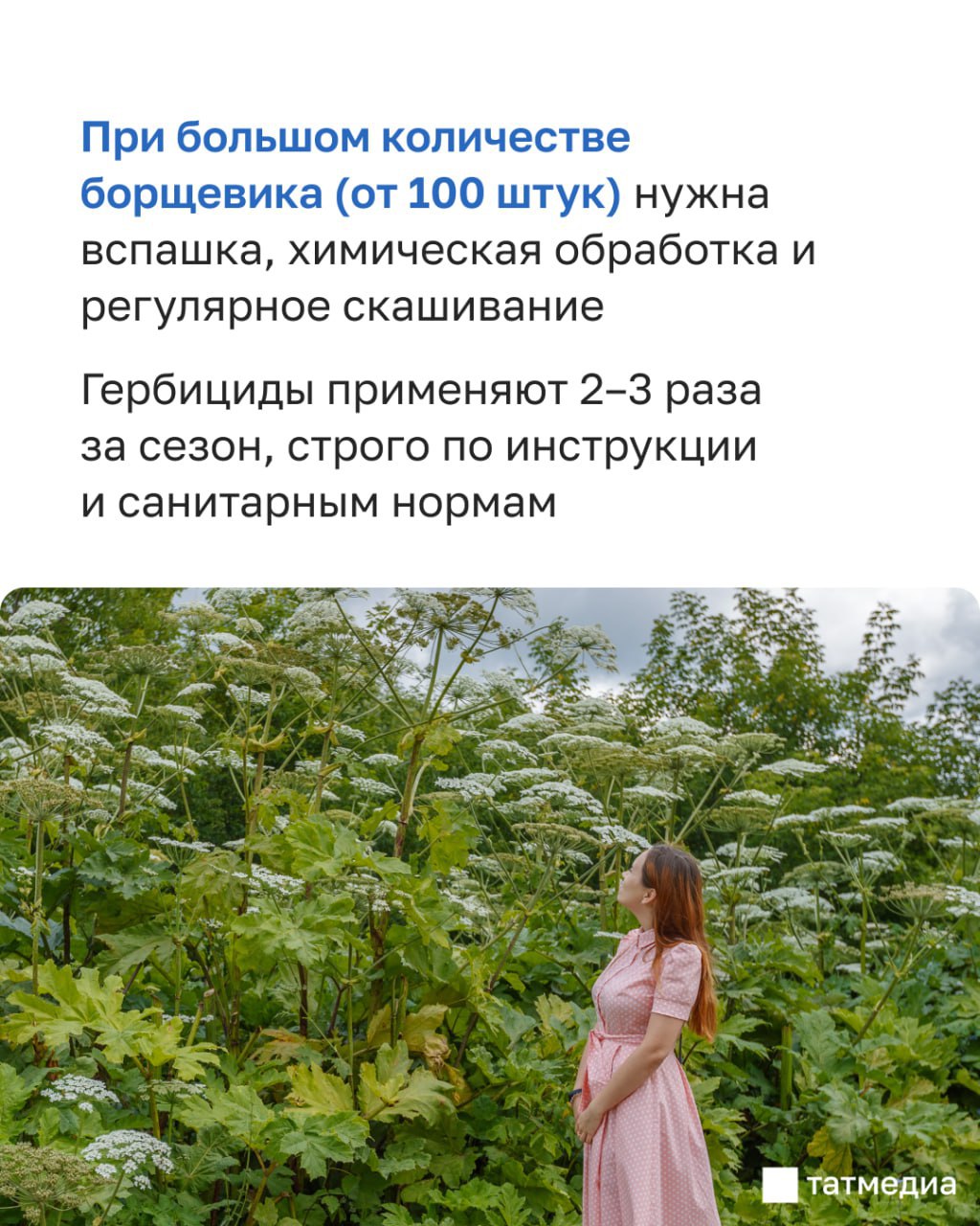 Татарстанцам напомнили, что со следующего года за борщевик на участке начнут штрафовать Татарстанцам напомнили, что со следующего года за борщевик на участке начнут штрафовать