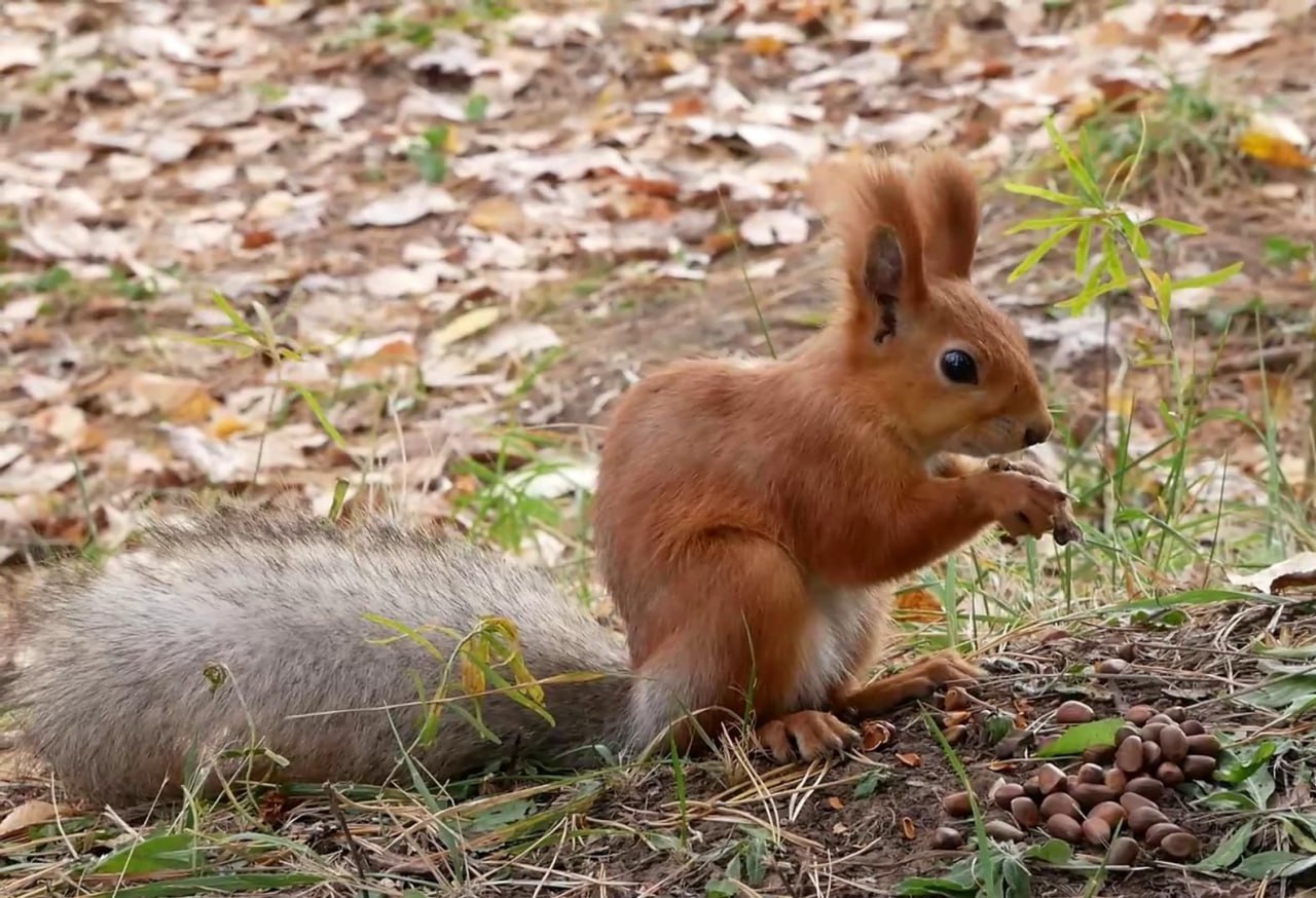 Дождливую субботу обещает сегодняшний прогноз погоды В течение дня потеплеет до +6