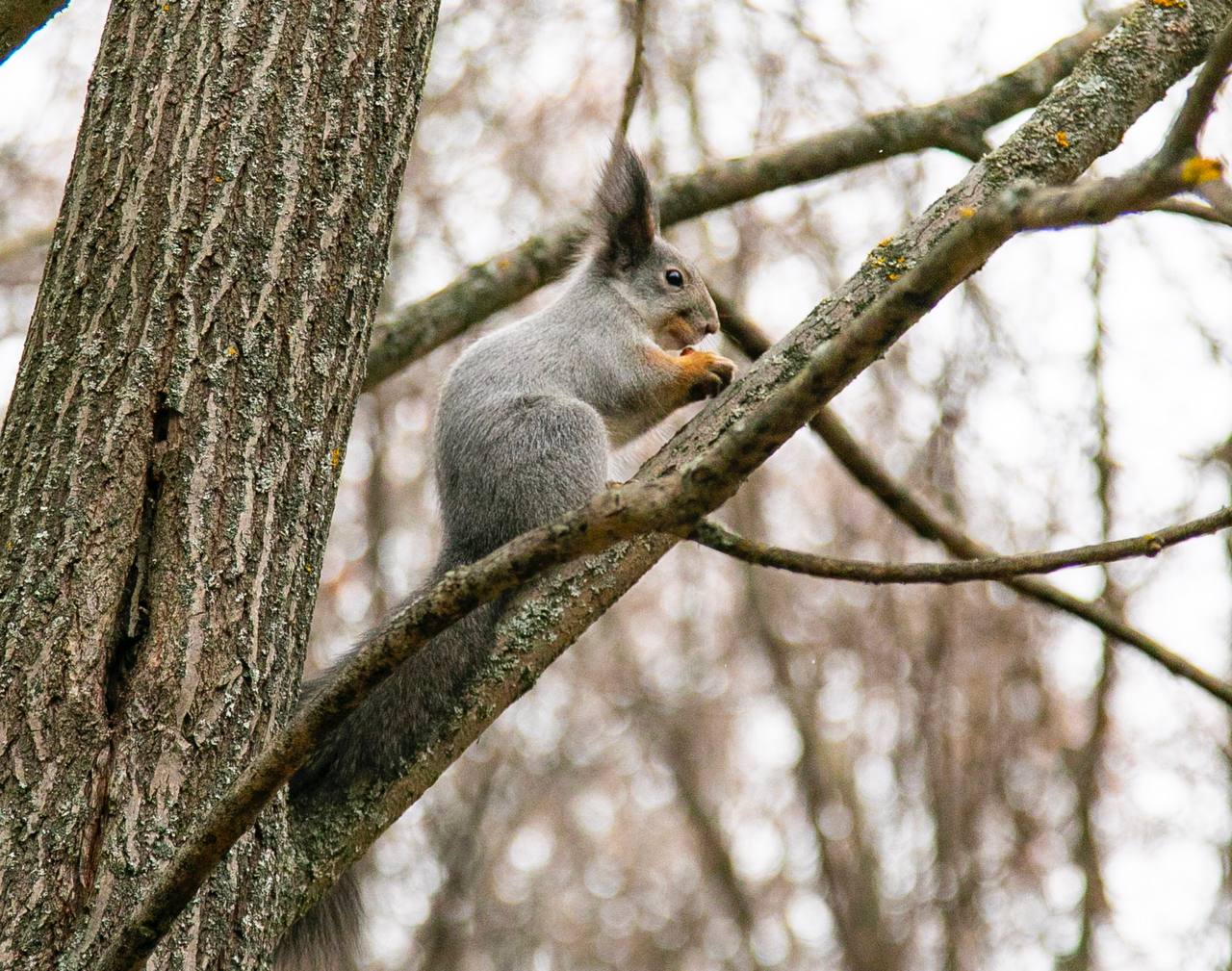 Такую чудесную белочку заметил и запечатлел наш фотограф Альберт Муклаков на «Тропе Здоровья» Такую чудесную белочку заметил и запечатлел наш фотограф Альберт Муклаков на «Тропе Здоровья»