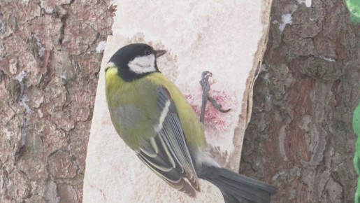 Сегодня прогноз обещает похолодание до 4 градусов, дождя не ожидается