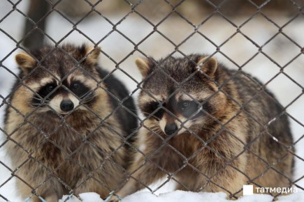 Зооботсад уходит на зимние каникулы