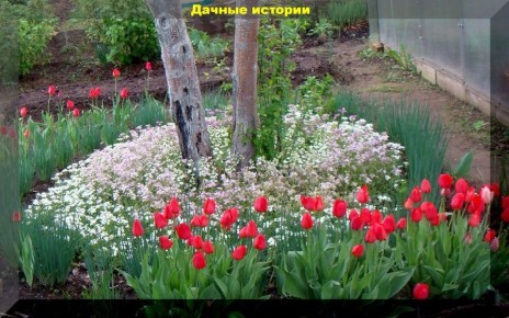 Почему тюльпаны не цветут? Советы по весеннему уходу