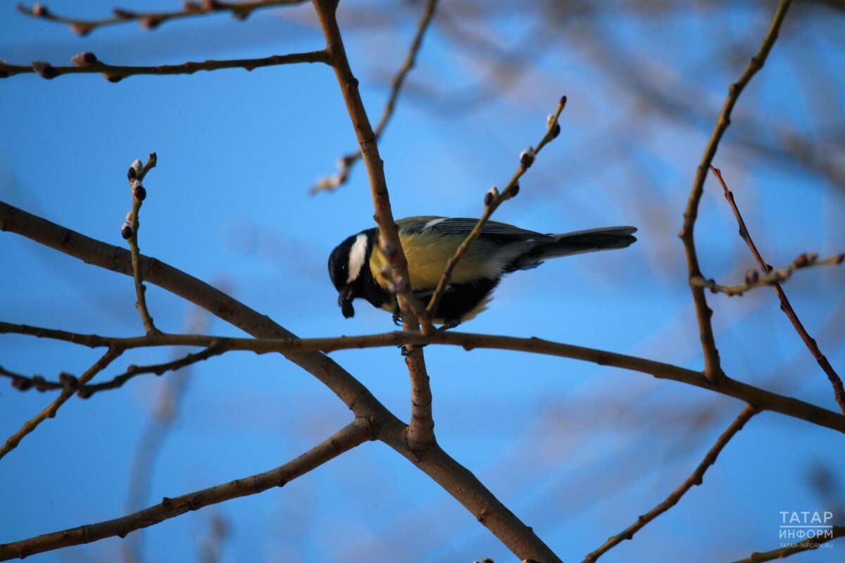Чем помочь птицам зимой? Советы орнитолога КФУ