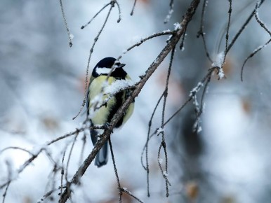 Казанцев призвали зимой подкармливать синиц салом и семечками