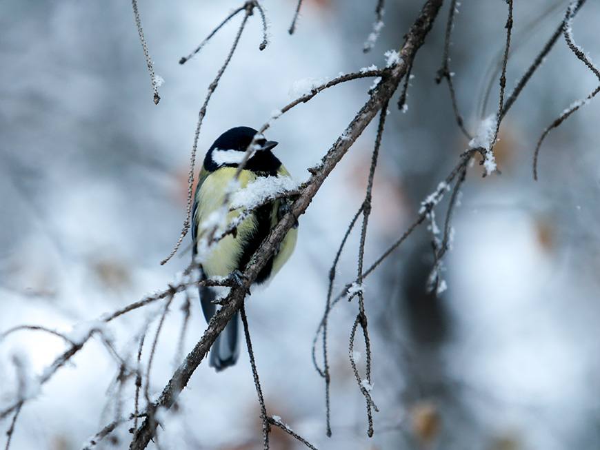 Казанцев призвали зимой подкармливать синиц салом и семечками