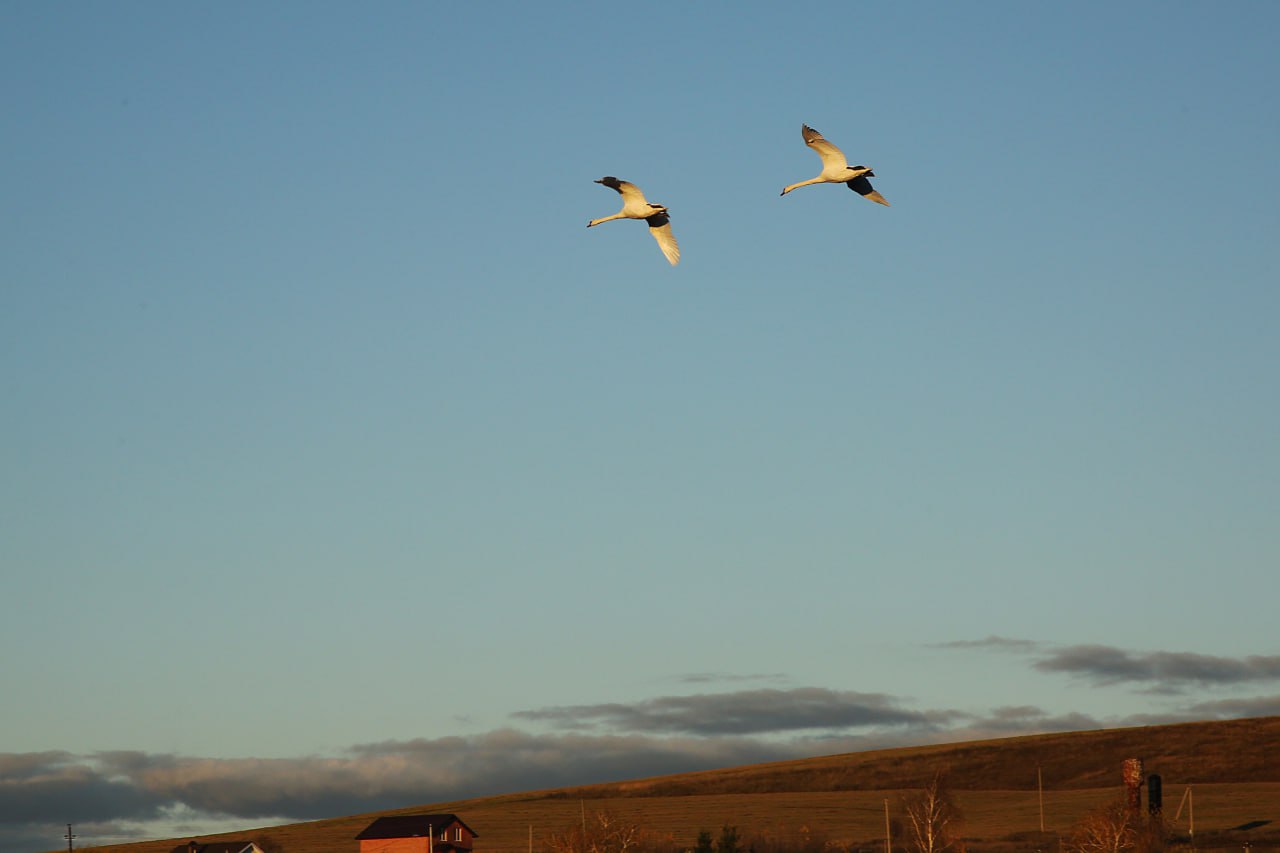 Орнитолог КФУ объяснил, почему перелетные птицы не сбиваются с маршрута