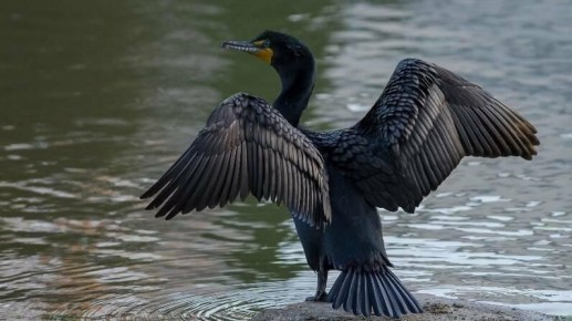 В Татарстане замечены бакланы, которые вредят местной фауне