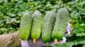 Выбор раннеспелых огурцов: какие сорта радуют вкусом и урожайностью